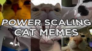 Powerscaling Cat Memes Youtube