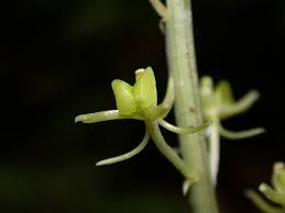 Image result for Microcharis latifolia