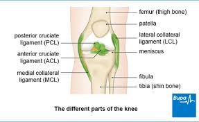 The lower leg extends from the knee to the ankle. Lateral Collateral Ligament Lcl Injury Health Information Bupa Uk