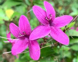 Image result for Eranthemum laxiflorum