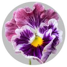 Image result for eustoma flamenco