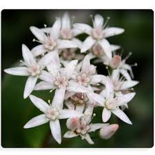 Ea este planta din stepa mongoleza (citeste /itundra acesta este un forum pentru iubitorii de plante si orice idee, experienta si metoda, conteaza. 10 Lucruri Despre Floarea De Colt Top Ro