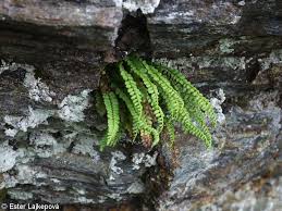 Image result for sleziník Asplenium