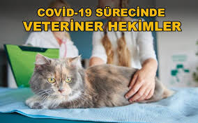 Cat Hospital Resmi Web Sitesi