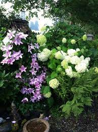 The variety is 'gipsy queen' and it is healthy but never blooms. Clematis And Hydrangea Growing Together Part Sun Garden Set Outdoor Oasis Clematis
