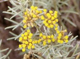 Image result for Helichrysum chasei