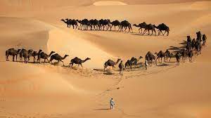 To get around this, camels do not pant and have fewer sweat glands. How Can Camels Survive For Months In The Desert It S In Their Blood The National