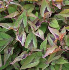 Image result for Persicaria nepalensis
