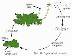 Liverworts are called liverworts because long ago the people who named them felt that the curious arrangement of cells on the surface of some liverworts was similar to the cell arrangement in actual. The Open Door Web Site Colonizing And Populating Habitats Seeds And Spores The Bryophytes Liverworts