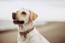 What Foods Should A Dog With Kidney Disease Eat