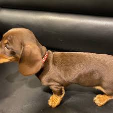 Image result for jezevčík hladkosrstý