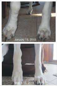 Chondrosarcomas often develop in the ribs, nasal cavity and pelvis but can metastize, or spread to extraskeletal sites such as the mammary gland, heart, aorta, larynx, trachea, vertebrae and penis. Bone Cancer Remission In Dogs What I Did Dog Blog Great Dane Angels