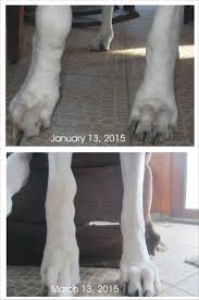 Diagnosis of bone cancer in dogs. Bone Cancer Remission In Dogs What I Did Dog Blog Great Dane Angels