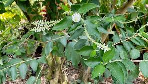 In north florida, it would be most common. What Makes Scents In The Garden Naples Botanical Garden