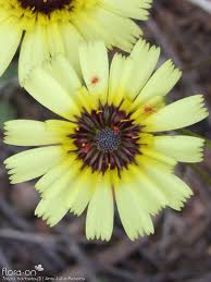 Image result for Tolpis