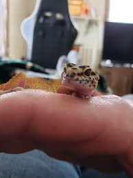 Old man with no teeth. Looks Like An Old Man With No Teeth Leopardgeckos