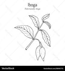 Image result for Tabernanthe