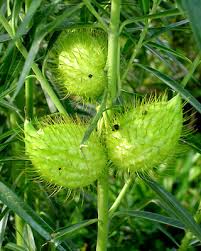 Image result for Gomphocarpus fruticosus
