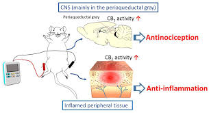 Politics ceramah by damian yeo (杨胜利). Frontiers The Endocannabinoid System Contributes To Electroacupuncture Analgesia Neuroscience