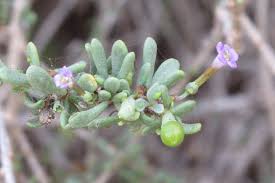 Image result for Lycium