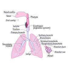 Digestion starts in the buccal cavity of the mouth and ends at the anus. Draw It To Know It Respiratory Tract Respiratory System Anatomy Human Anatomy And Physiology Respiratory System