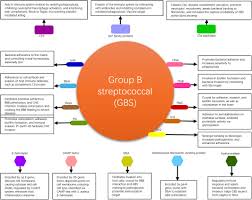 Image result for Group B Streptococcus Prophylaxis
