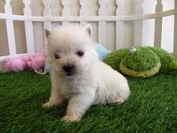 Find the perfect puppy for you and your family. Elora Westies For Sale