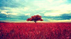 This post was created with our nice and easy. Tree Background Airwallpaper Com