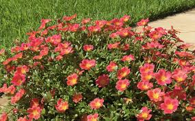 Image result for Portulaca