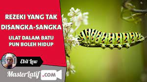 46.ulat di dalam batu pun boleh hidup maksud : Rezeki Tak Disangka Sangka Ulat Dalam Batu Boleh Hidup Ebit Lew Youtube
