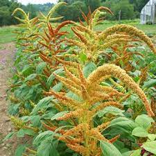 View Source Image Amaranthus Growing Seeds Seeds