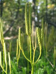 Image result for Lycopodium