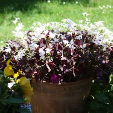 Blooms intermittently throughout the year; Oxalis Plant Care Uk