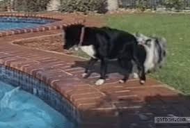 #giphy team #news #giphy news #breaking news #video #funny #gifs #gif #lol. Team Gifs Get The Best Gif On Giphy