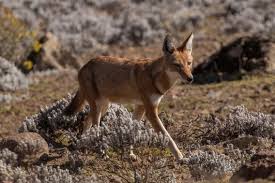 Learn how to play the fox vs wolf matchup in super smash bros. Ethiopian Wolf Wikipedia