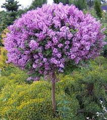 Maybe you would like to learn more about one of these? 34 Dwarf Flowering Trees Ideas Flowering Trees Garden Trees Ornamental Trees