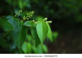 Image result for Strychnos usambarensis