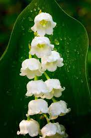 Pin On Flora Beautiful