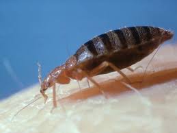 It is important to follow label instructions carefully for both safety and legal reasons. Bed Bugs Six Ways To Treat Bites If You Ve Been Bitten Express Co Uk