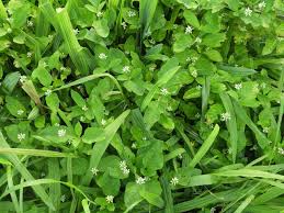 Image result for Psychotria kirkii