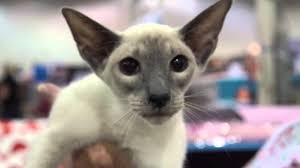 Siamese cats come from the ancient kingdom of siam (currently thailand), where it's said that this breed could only be owned by royalty. Cat Breed Spotlight Siamese Cats Youtube