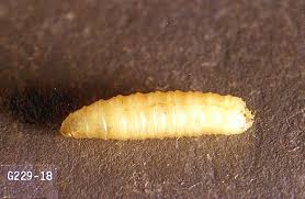 Two important root maggot species found in minnesota are onion maggots (delia antiqua) and using pesticides. Turnip Roots And Tops And Rutabaga Cabbage Maggot Pacific Northwest Pest Management Handbooks