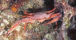 Image result for Cribbia brachyceras