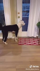 She made a tik tok basically laughing at miz calling him an annoying weirdo for asking them if they wanted a pic, saying she didn't want a pic with. Tiktok User Teaches Their Dog To Talk Using Buttons Gets Surprised When She Asks Who She Is Bored Panda