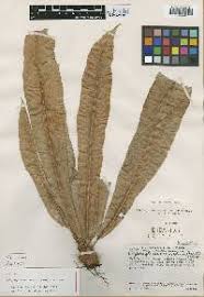 Image result for Elaphoglossum kivuense