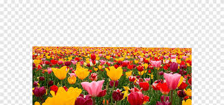 ملف الكمبيوتر توليب الخزامى Image تنسيقات الملفات ورق جدران للكمبيوتر Png