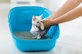Cats are naturally clean animals, and, as a result, toilet training is usually a relatively simple procedure. How To Litter Train A Kitten All About Cats
