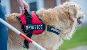 Mrsc New Laws Change Rules For Service Animals