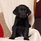 Check spelling or type a new query. Labrador Retriever Puppies For Sale In Pa Lancaster Puppies