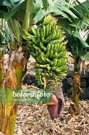 Image result for Musa paradisiaca